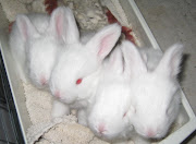 Northern California Angora Guild: 6/19/11 .