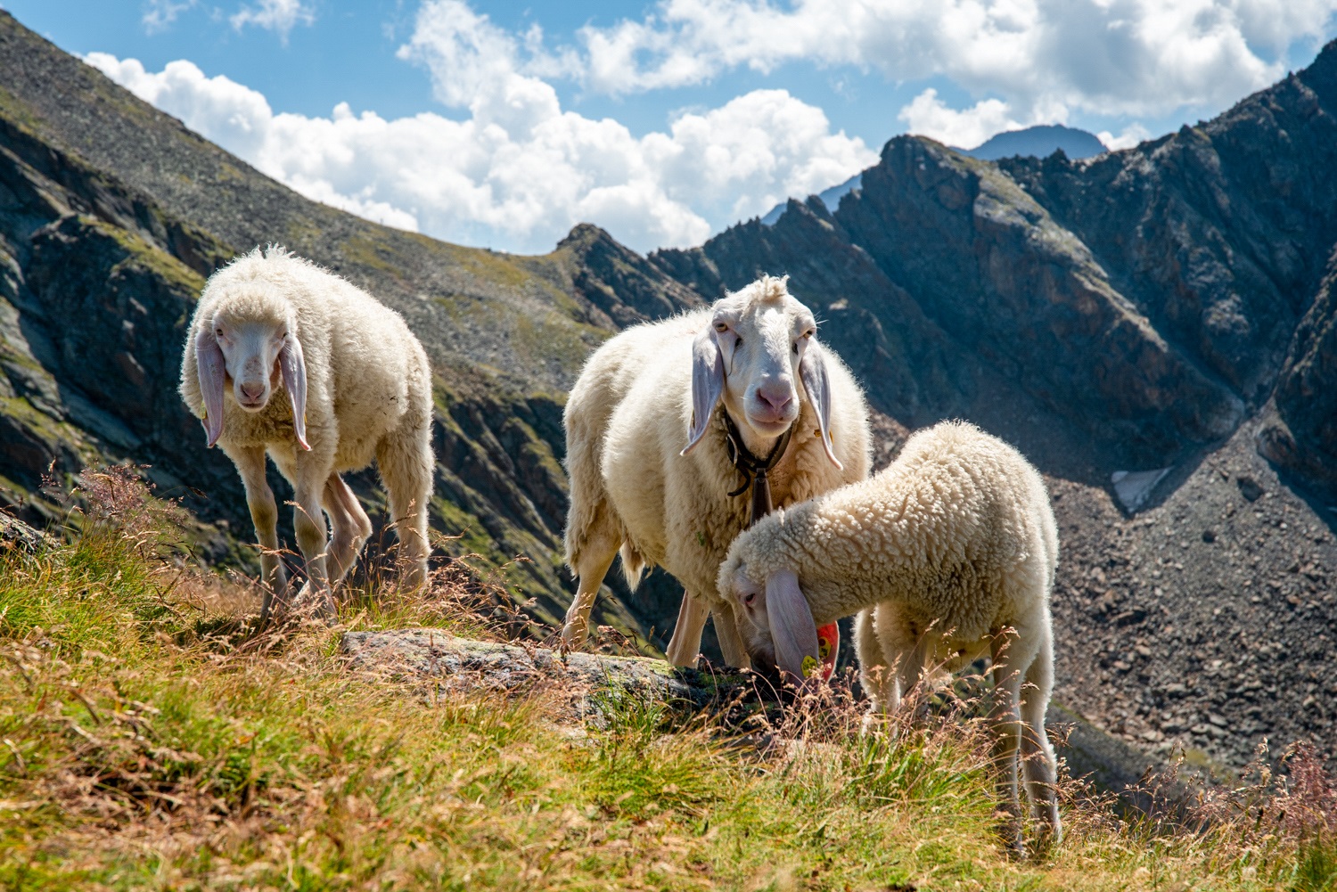Owce na szczycie Neunerkogel w Alpach