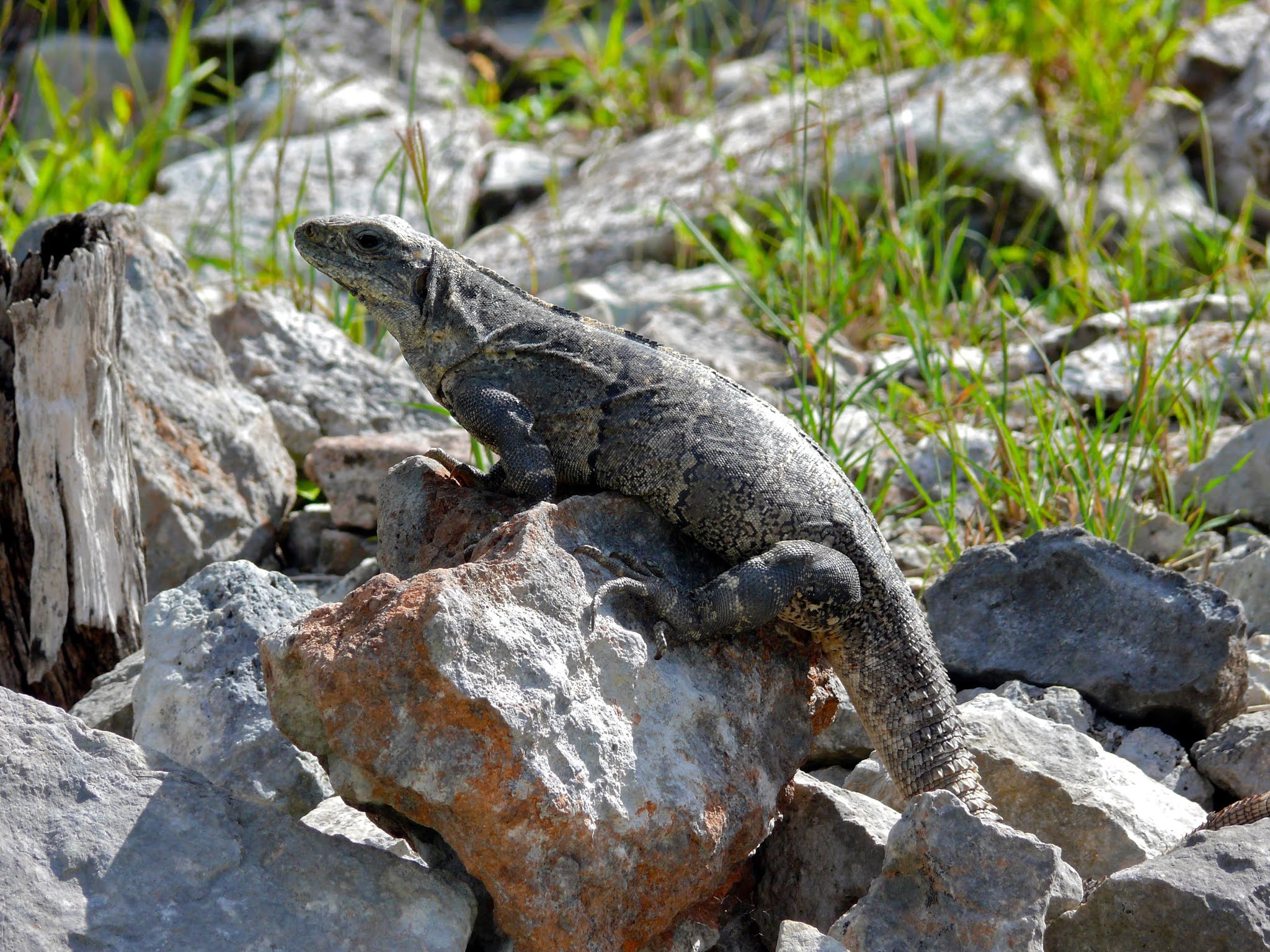 About the Black Iguana, the Fastest Reptile in the World