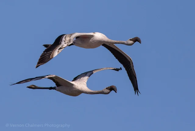 Juvenile lesser flamingos in flight - Woodbridge Island, Milnerton