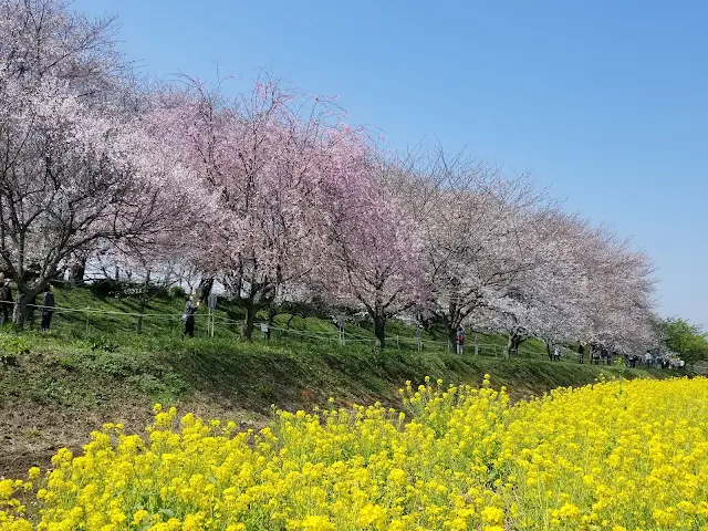 幸手権現堂桜堤