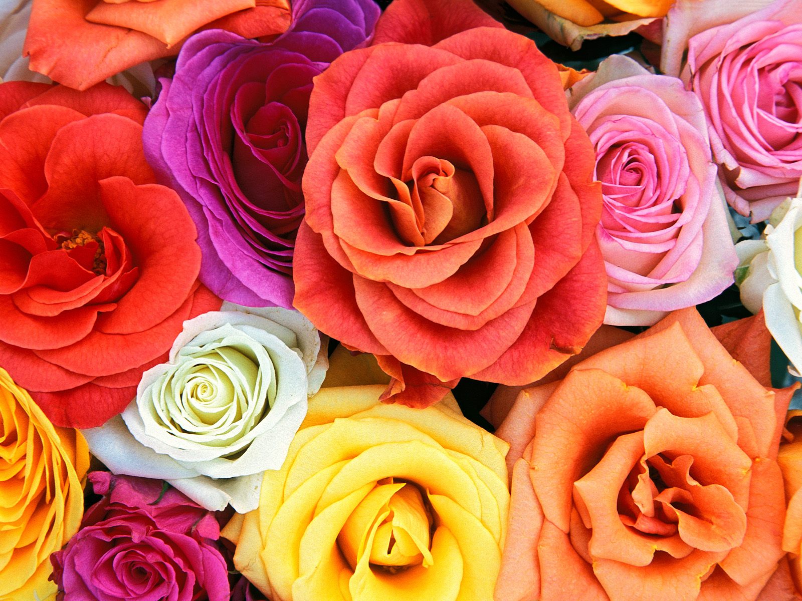 Imagenes De Rosas De Todo Color - Fotos de rosas de colores YouTube
