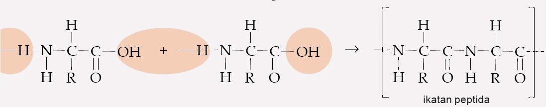 Struktur Protein Primer, Sekunder, Tersier, Kuartener, Kimia