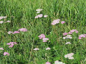 yarrow