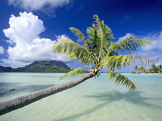 Foto met palmboom, zee en strand