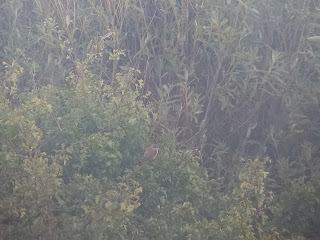 1st winter Red-backed Shrike