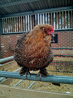 hen on a fence