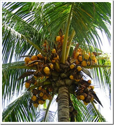 Cocotero