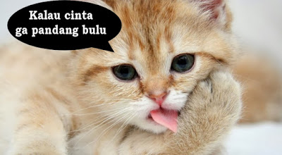 gambar kucing dengan kata-kata lucu
