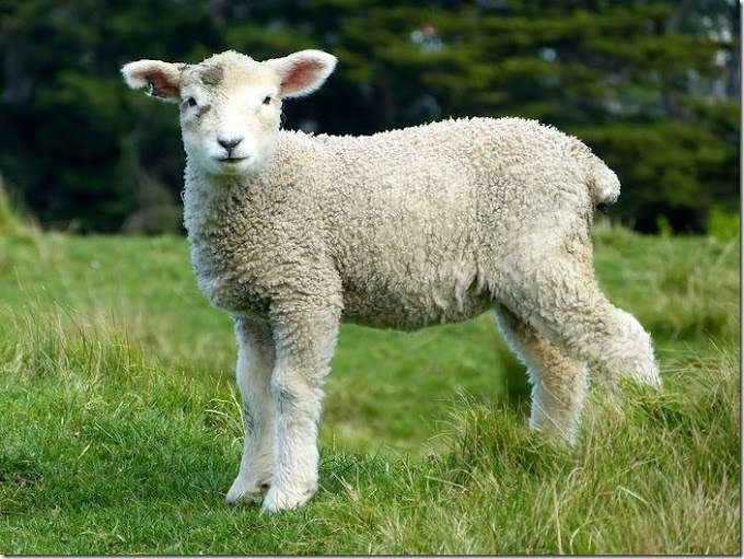 Interpretation of dream about sheep in Islam