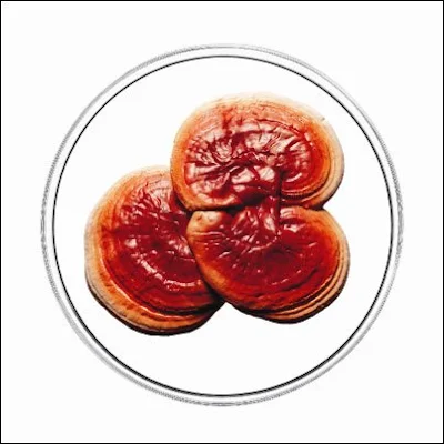 Reishi Mushroom Training