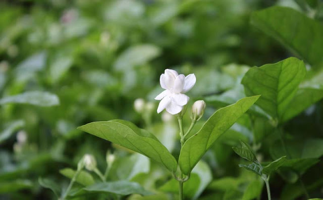 Jasmine Flowers Pictures