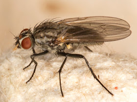 Fly, family Muscidae.  In my light trap in Hayes on 25 August 2015