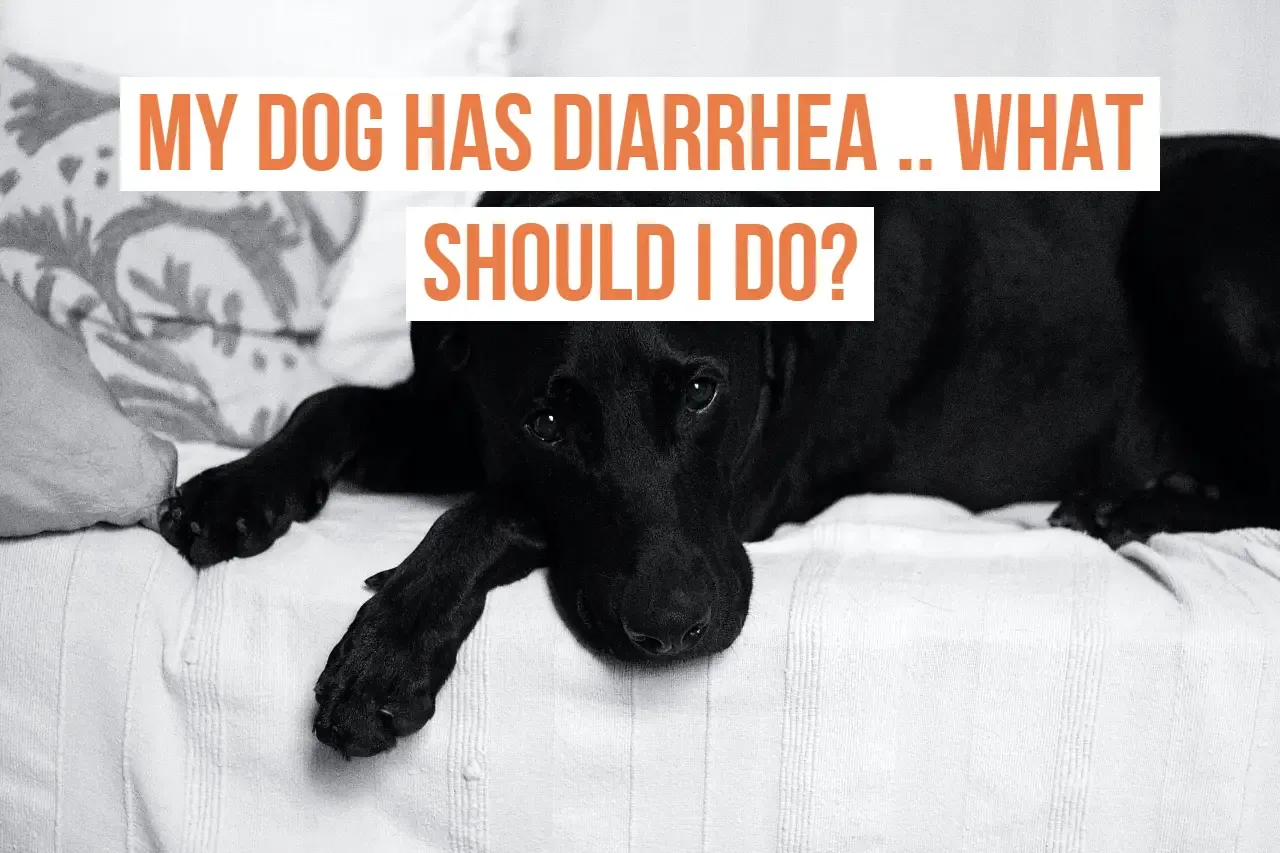Diarrhea in dogs