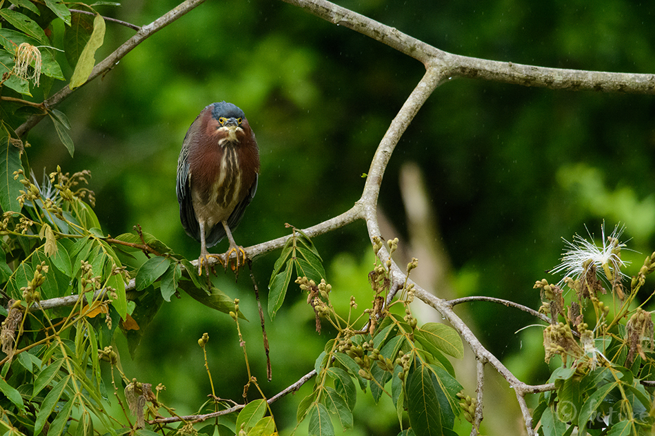 Punakael-väikehaigur, Butorides virescens maculata, Green Heron, haigur, striata, striatus, backed