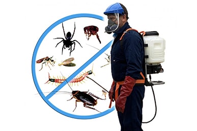 pest-control-in-campsie