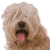 Soft Coated Wheaten Terrier