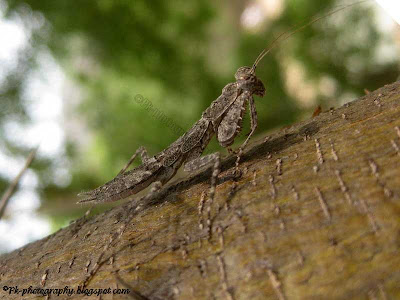 Bark Mantis