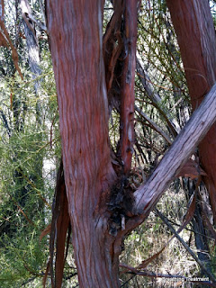 Redshanks (Adenostoma sparsifolium) bark