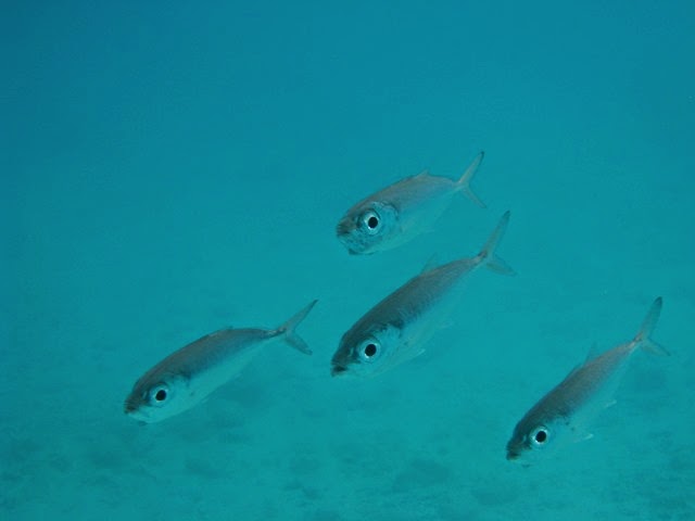 BVI (127)