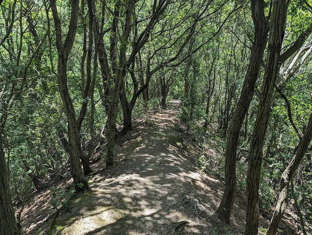 木陰の尾根道