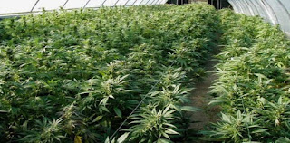 Cultivation business license