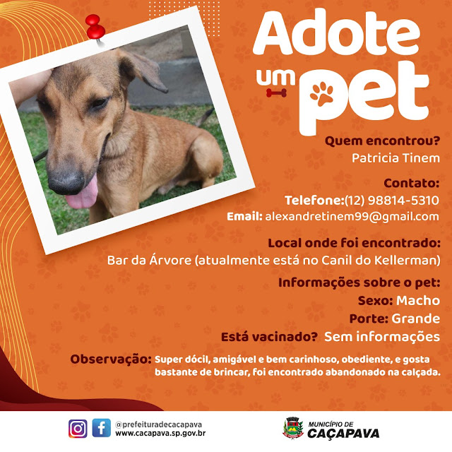 Confira os pets que estão para adoção através do Adote um Pet!