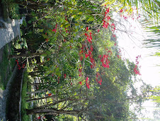 Natural Poinsetta