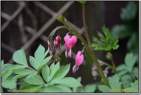 Shots from Home - March