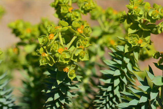 Euphorbia pithyusa