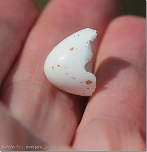 23-egg