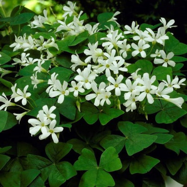 Кислица треугольная (Oxalis triangularis)