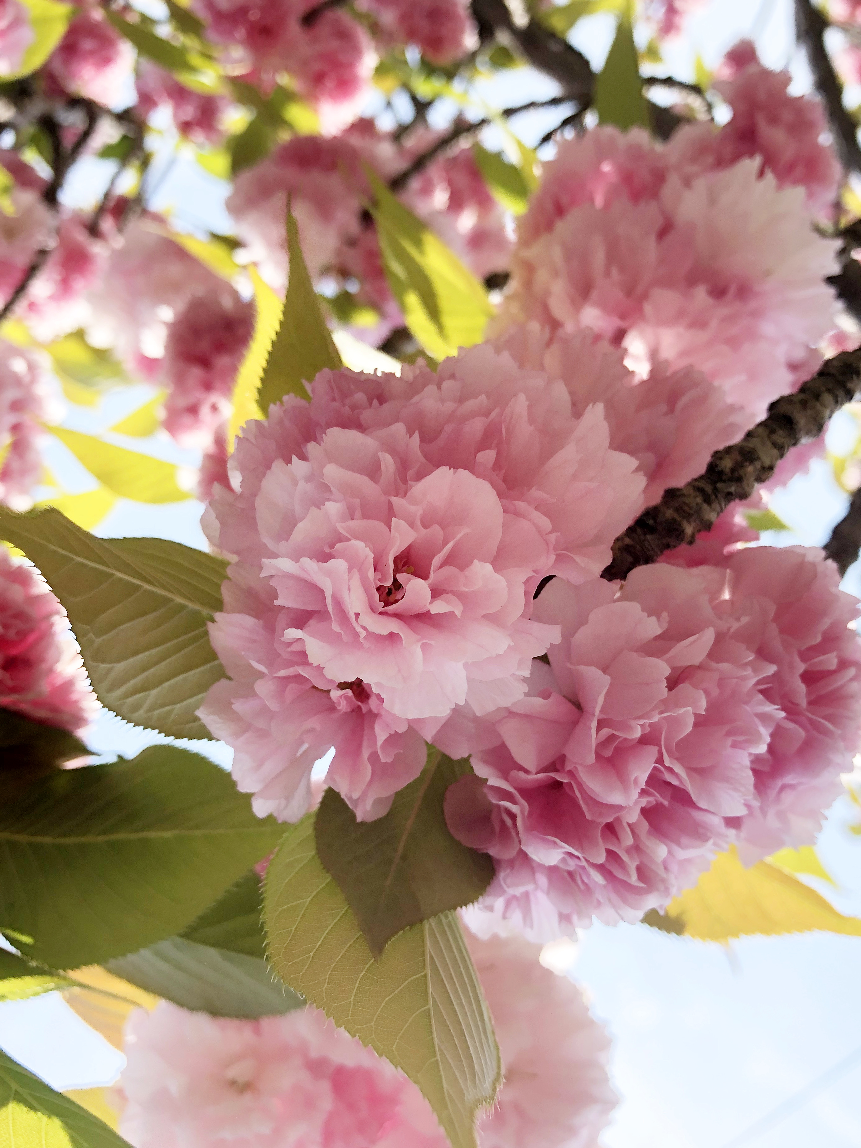 寝屋川市 打上川治水緑地の牡丹桜 4月中旬 下旬に見頃 関西のウォーキングスポット ブログ