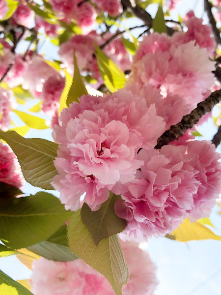 【寝屋川市】打上川治水緑地の牡丹桜（4月中旬～下旬に見頃）