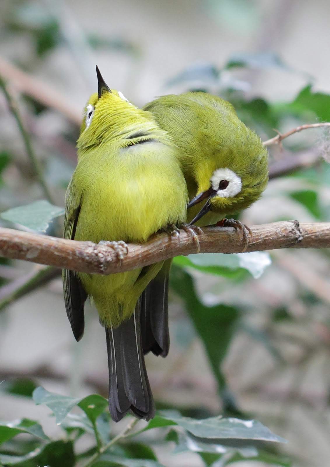 Gambar Pleci  yang Bagus info burung 