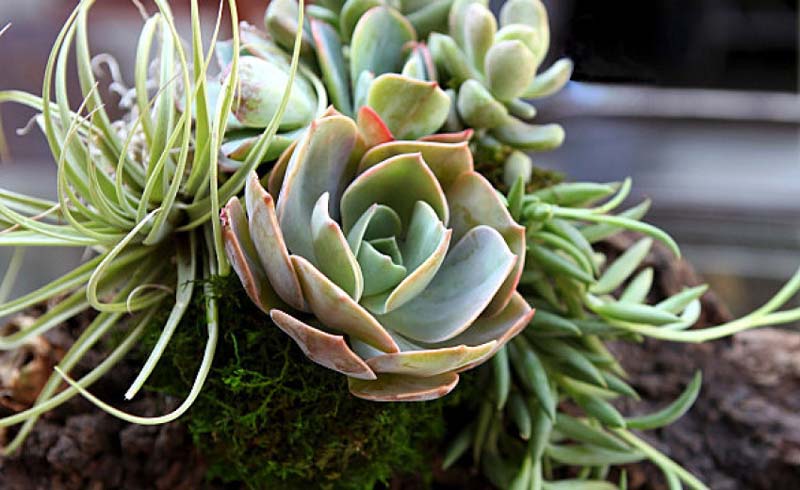 garden, flowers-plants