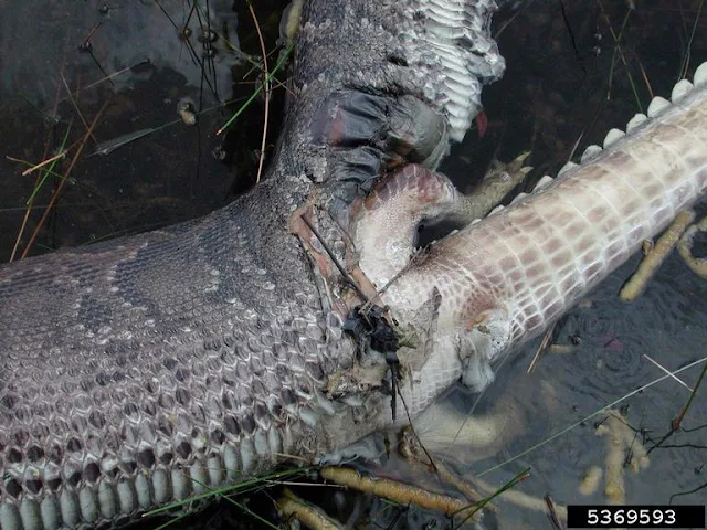 trăn lớn thủng bụng vì nuốt cá sấu