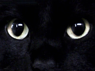 black cat face wallpaper animal digital photo