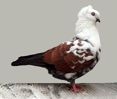 Timisoara Tumbler Pigeon