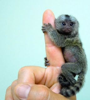 marmoset monkey small unique species pets