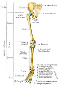 anatomie membre inférieur jambe ostéologie infirmier