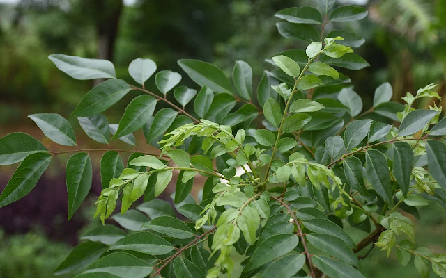 கறிவேப்பிலை மருத்துவப் பயன்கள் / KARIVEPILLAI (CURRY TREE) MEDICAL BENEFITS IN TAMIL