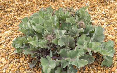 sea kale, beach, Bawdsey