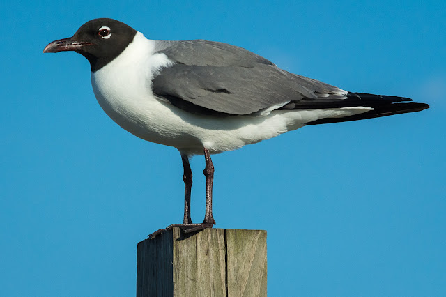 Laughing Gull, East End Galveston