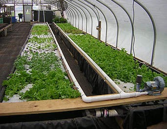 pertanian indonesia: aquaponic