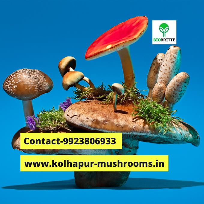 How to Select & Store Mushrooms?