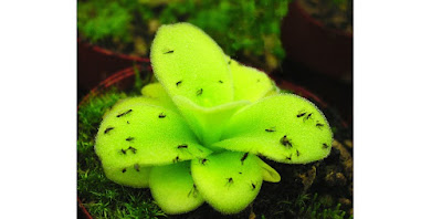 Tanaman Flypaper (Pinguicula gigantea)