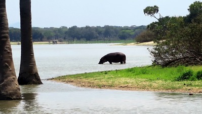 Hippo 1