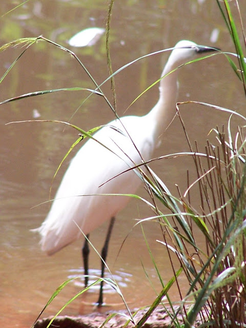 Stock Bird Photos