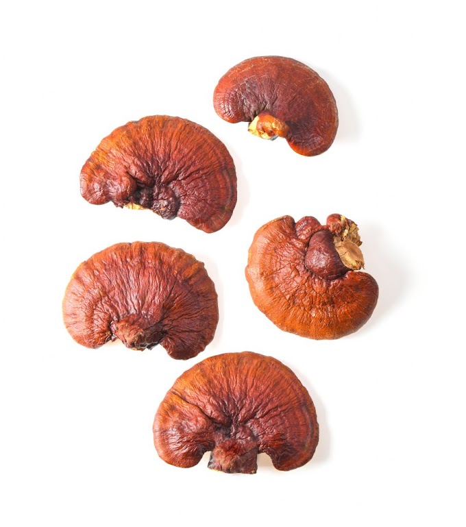 Ganoderma Mushroom Pure Culture Supplier Company in Estonia | Ganoderma Mushroom Company in Estonia